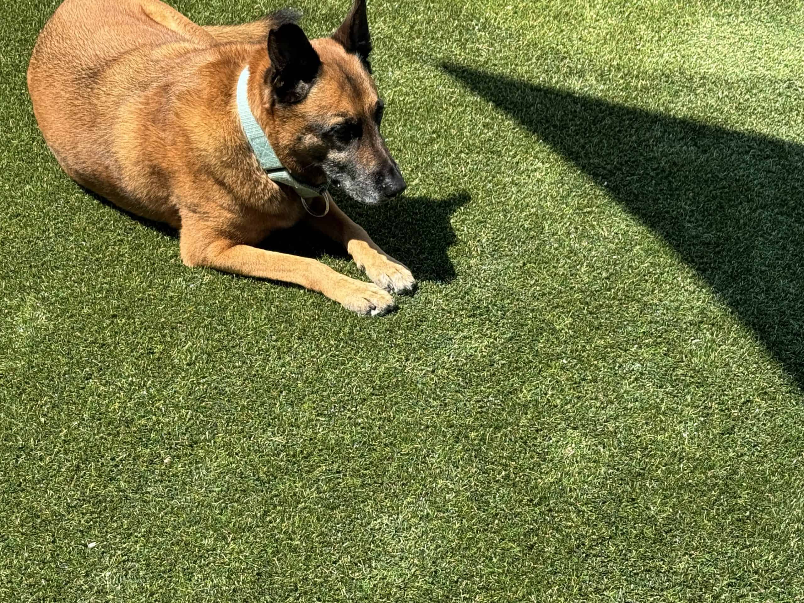Boarding includes 12 hours of cage free daycare