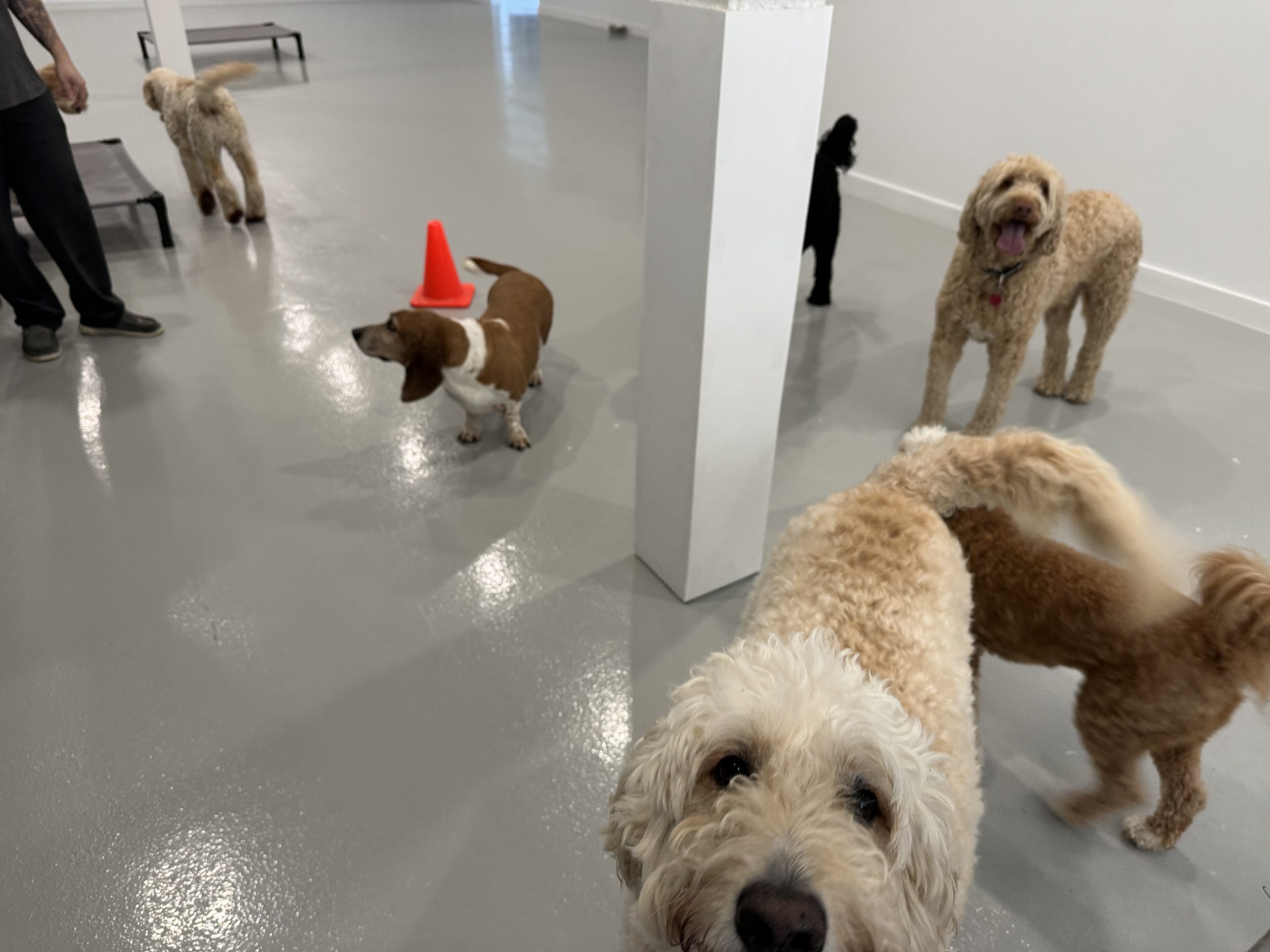 Boarding includes 12 hours of cage free daycare