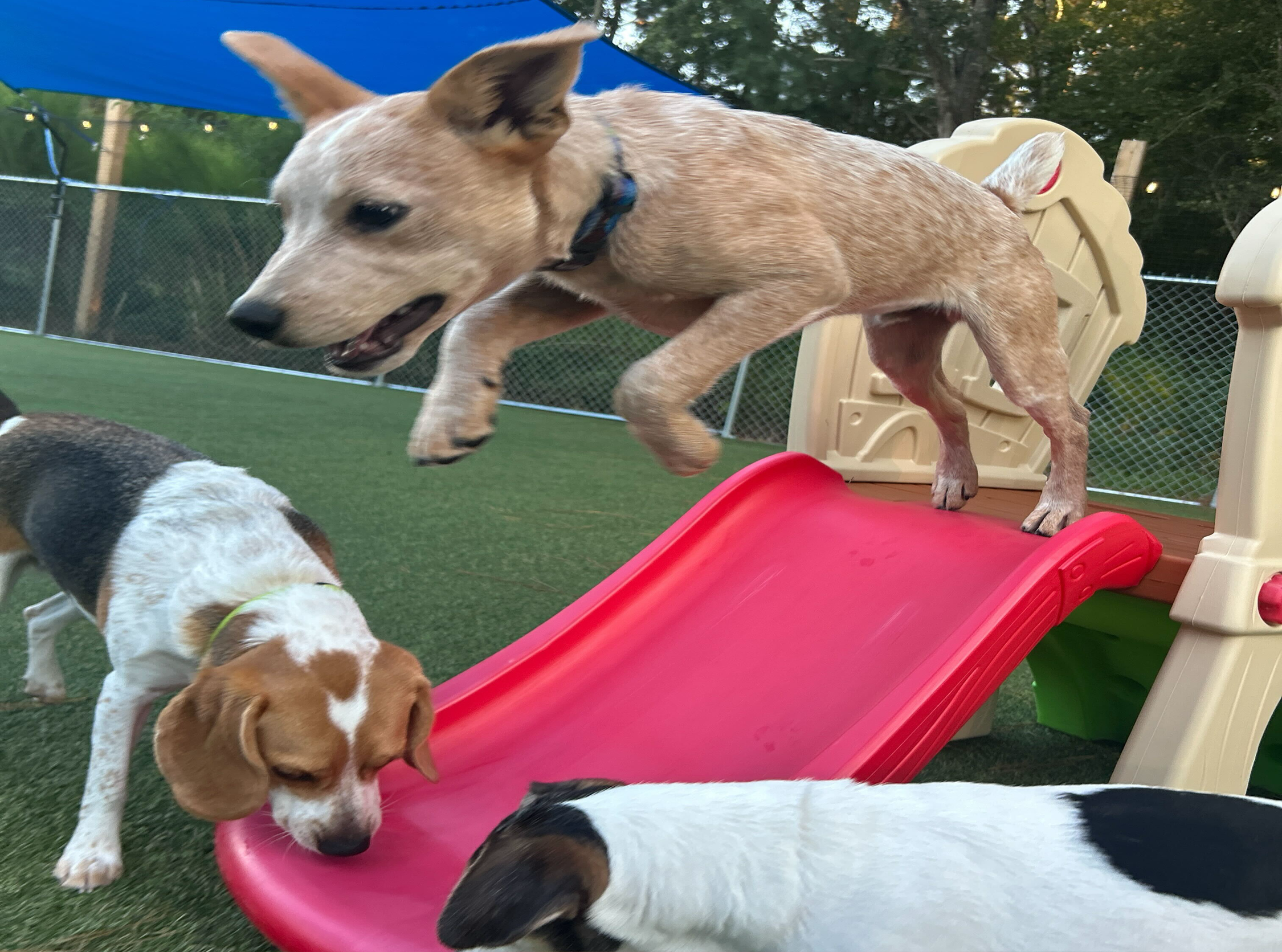 ALL-DAY-PLAY